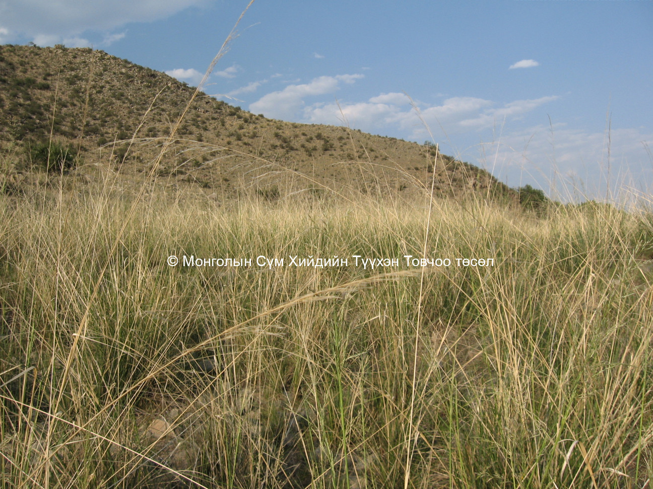 Баруун талаас авсан